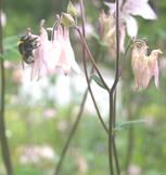 Bee on columbine, 9 June