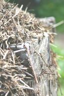 Formica rufa wood ants working on nest, 3 June