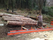 Using ropes to control large logs...