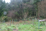 The newly planted section of our forest garden